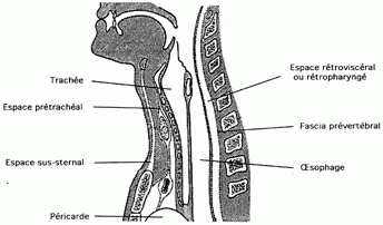 Larynx, profil